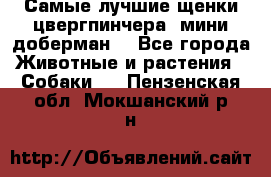 Самые лучшие щенки цвергпинчера (мини доберман) - Все города Животные и растения » Собаки   . Пензенская обл.,Мокшанский р-н